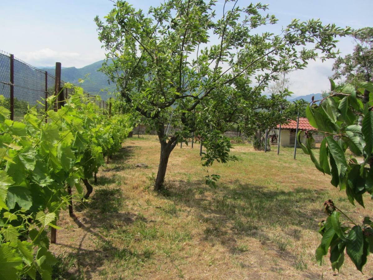 Pensjonat Pomegranate Tree House - Meteora Kalambaka Zewnętrze zdjęcie